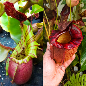 Nepenthes veitchii (Murud x Candy)-Best x (peltata x tenuis), CAR-0431