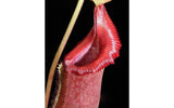 Nepenthes x Trusmadiensis x robcantleyi