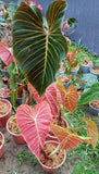 Philodendron verrucosum "Carmin"