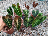 Philodendron verrucosum "Cobra"