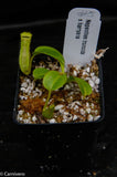 Nepenthes truncata x harryana