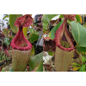 Nepenthes {[(Rokko x boschiana) x veitchii] x [(ventricosa x sibuyanensis) x TM]} x [(truncata x campanulata) x veitchii "The Wave"] -Seed Pod