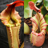 Nepenthes {Song of Melancholy x [(lowii x veitchii) x boschiana-white]} x veitchii 'Candy Dreams' Seed Pod