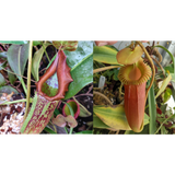 Nepenthes maxima Geoff Wong x Harryana-Seed Pod