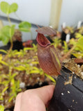 Nepenthes robcantleyi, BE-3517