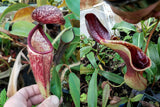 Nepenthes glandulifera x lowii