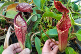 Nepenthes glandulifera x (lowii x veitchii)