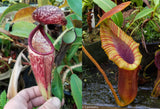 Nepenthes glandulifera x Trusmadiensis