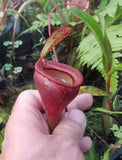 Nepenthes jamban, BE-3875