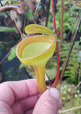 Nepenthes jamban, BE-3875