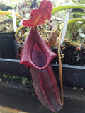 Nepenthes naga Dark