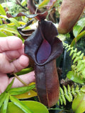 Nepenthes naga Dark