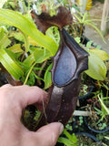 Nepenthes naga Dark