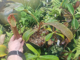 Nepenthes truncata x spectabilis, XL specimen #1