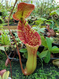 Nepenthes truncata (d) x lowii Trusmadi, CAR-0061