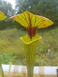 Sarracenia flava var. ornata