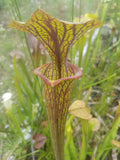 Sarracenia flava var. ornata SL Motherplant