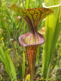 Sarracenia flava var. ornata