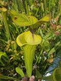 Sarracenia flava var. ornata