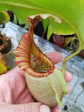 Nepenthes veitchii (m) - white clone