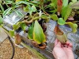 Nepenthes veitchii (m) - white clone