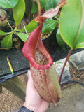 Nepenthes maxima x veitchii, specimen