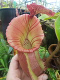 Nepenthes [(Rokko x boschiana) x veitchii] x veitchii "The Wave", CAR-0271