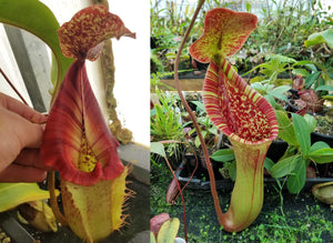 Nepenthes {[(Rokko x boschiana) x veitchii] x (lowii x truncata)}, CAR-0448