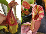 Nepenthes [(Rokko x boschiana) x veitchii] x veitchii "The Wave", CAR-0271 - Exact Plant 03/01/24