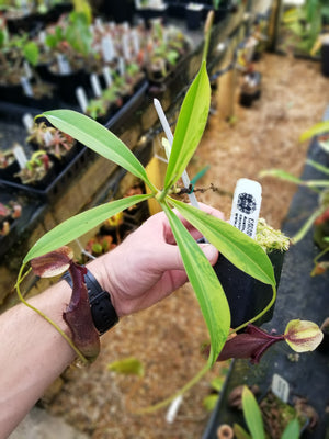 Nepenthes singalana variegated