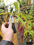 Nepenthes singalana variegated