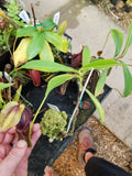 Nepenthes singalana variegated