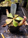 Nepenthes veitchii (#5 x "Pink Candy Cane"), CAR-0102