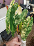 Philodendron billietiae variegated