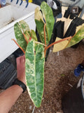 Philodendron billietiae variegated