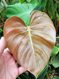 Philodendron nangaritense