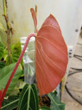 Philodendron nangaritense