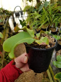 Nepenthes veitchii "Orange"