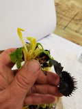 Venus Flytrap - Dionaea muscipula Bimbo