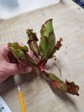 Sarracenia purpurea ssp. venosa, Reedy Creek