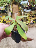 Nepenthes spectabilis, BE-3322