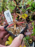 Nepenthes tentaculata, BE-3870