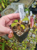 Nepenthes robcantleyi x (burbidgeae x edwardsiana), BE-4023