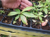 Nepenthes mirabilis var. globosa, BE-3928