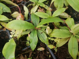 Nepenthes mirabilis var. globosa, BE-3928