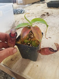 Nepenthes sibuyanensis x hamata, BE-3562