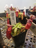 Nepenthes ventricosa x hamata, BE-3672