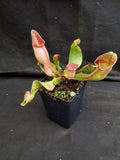 Sarracenia purpurea ssp. venosa "Red" Wholesale