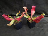 Sarracenia purpurea ssp. venosa "Red" Wholesale