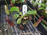 Nepenthes truncata (d) x lowii Trusmadi, CAR-0061